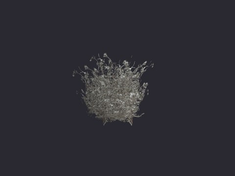 Snowbushweed01