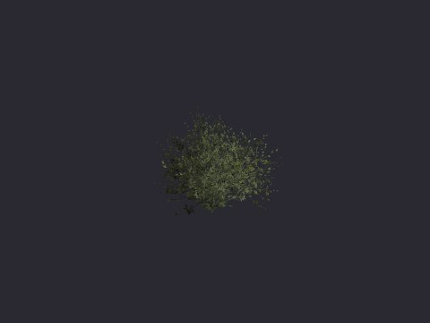 Caen Spikeybush 01
