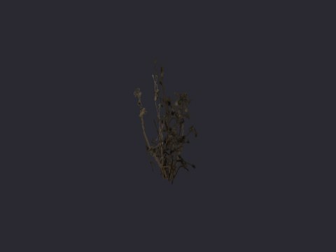 Caen Weeds 01
