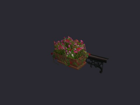 Geraniums 1