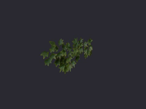 Ivysmallclump02