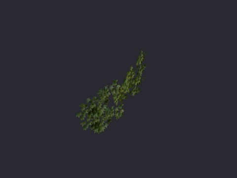 Ivysmallclump03