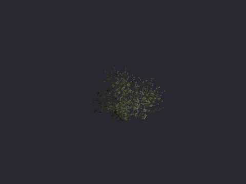 Shadow Caen Spikeybush 01