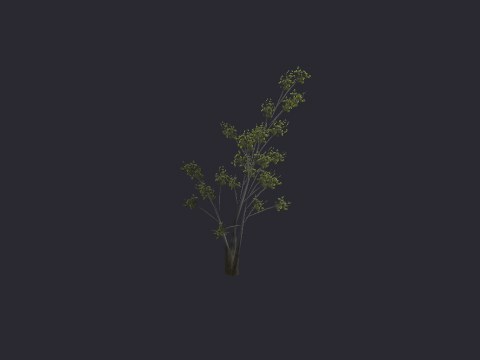 Shadow Tree River Birch LG A