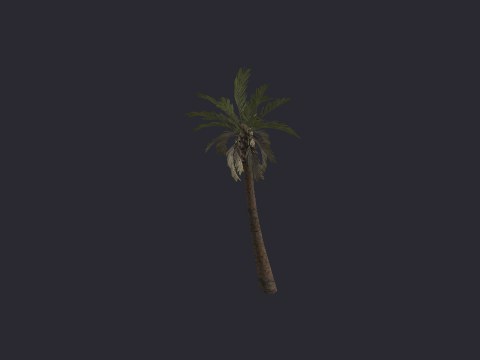 Desertpalm01