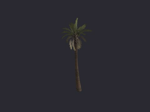 Desertpalm02