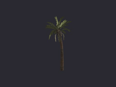 Desertpalm03