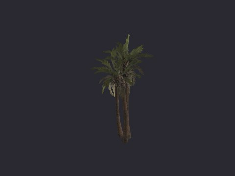 Desertpalmgroup