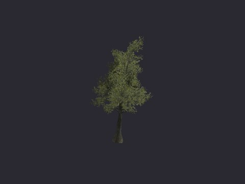 Grey Oak Med A