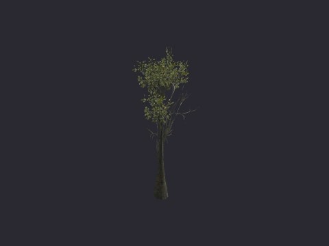 Grey Oak SM A