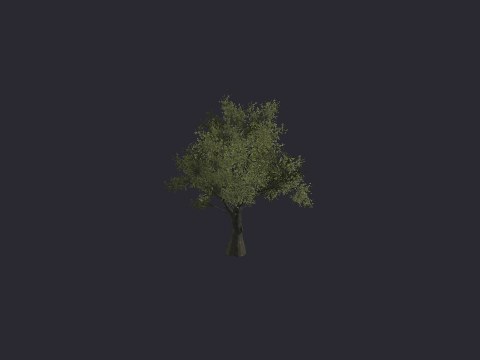 Grey Oak XL A