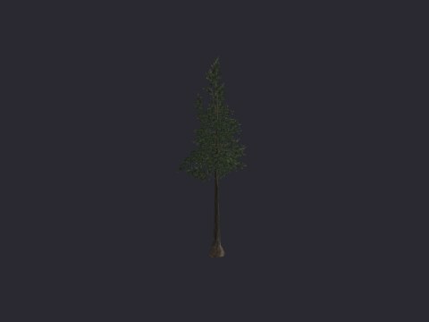 Pine LG B