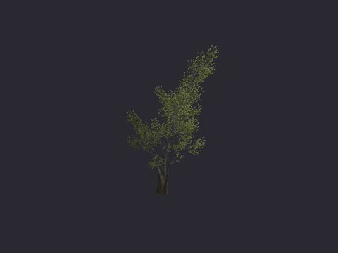 River Birch LG A