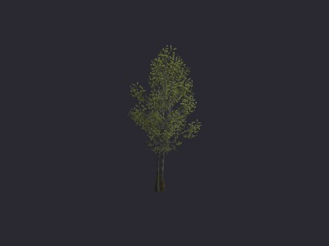 River Birch Med A