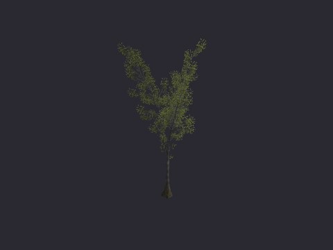River Birch XL B