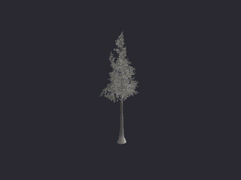 Snow Pine LG C
