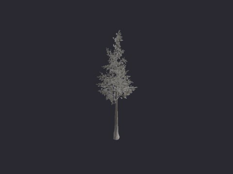 Snow Pine SM C