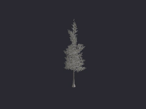Snow Pine XL C