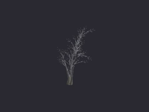 Snow River Birch LG C
