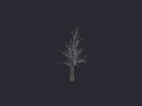 Snow River Birch Med C