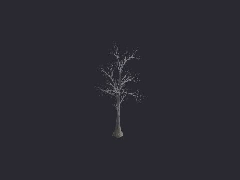 Snow River Birch XL C